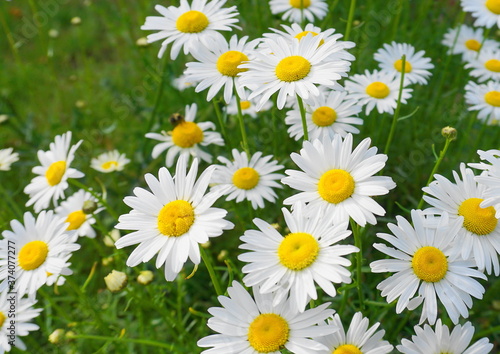 Meadow of white Chamomile flowers close up. Herbal medicine.