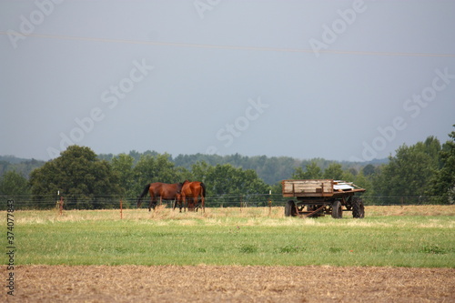 Pferde und Anhänger auf der Weide bei Sonnenschein und blauem Himmel in Lippetal Büninghausen