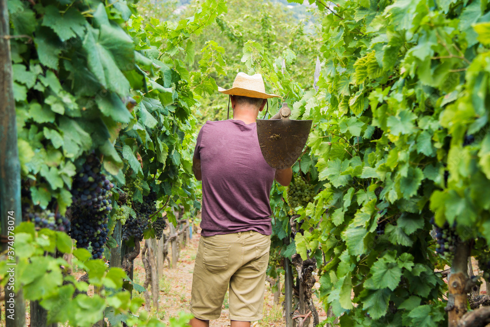 farmer with his work in the vineyards