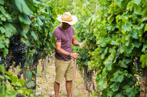 farmer picking grapes in the vineyard