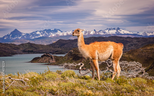 Guanaco in Torres del Paine, Chile. Native animal in natural landscape of snowy mountains and grasslands.
