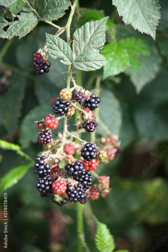 Reife und unreife Brombeeren am Strauch Reife und unreife Brombeeren am Strauch