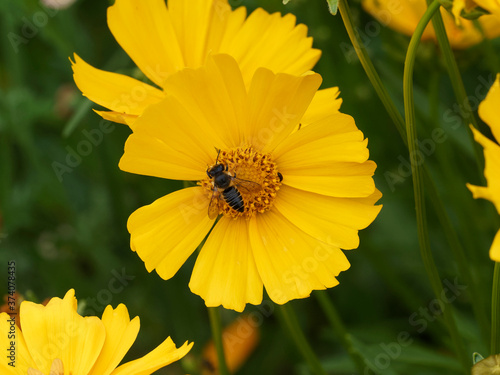 Megachile frigida | Abeille découpeuse de feuilles ou mégachile, abeille trapue dotée d'une brosse sous le ventre relevé et jauni par la récolte du pollen photo