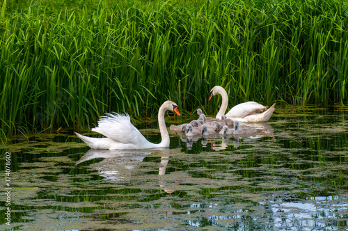 pair of swans with little swans