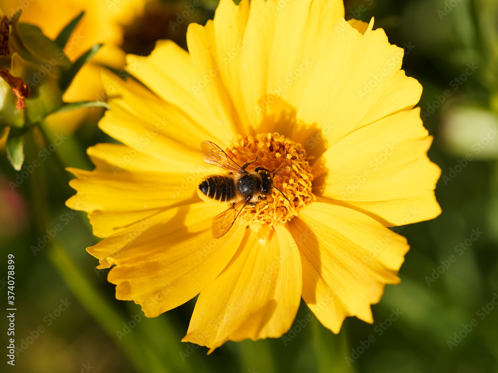 Obraz premium Megachile frigida | Abeille découpeuse de feuilles ou mégachile, abeille trapue dotée d'une brosse sous le ventre relevé et jauni par la récolte du pollen