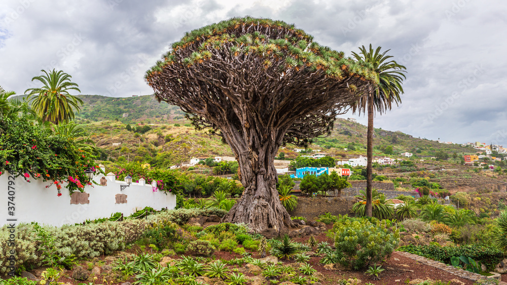 Millennial Drago tree at Icod de los Vinos, Tenerife - on Canary Island Tenerife