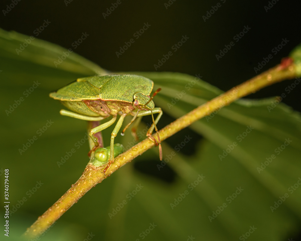 green forest bug sitting on a branch, close-up in the natural environment green forest bug sitting on a branch, close-up in the natural environment