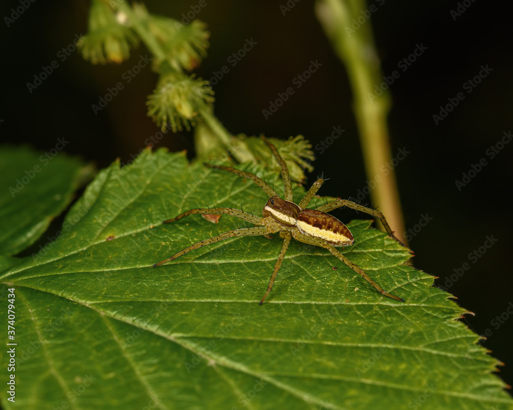 spider on a green leaf close up in the natural environment spider on a green leaf close up in the natural environment