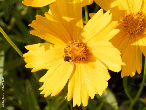 Megachile frigida | Abeille découpeuse de feuilles ou mégachile au corps brun noir, striée de lignes jaunes et blanches, dotée d'un panier abdominal aux poils courts collectant du pollen photo