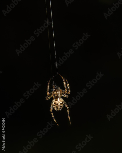spider on a web on a black background close up