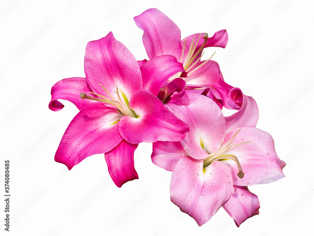 Obraz premium Delicate varietal Bellamonte Lily isolated on white background. Beautiful still life. Flower in the shape of a star. Spring time. Flat lay, top view