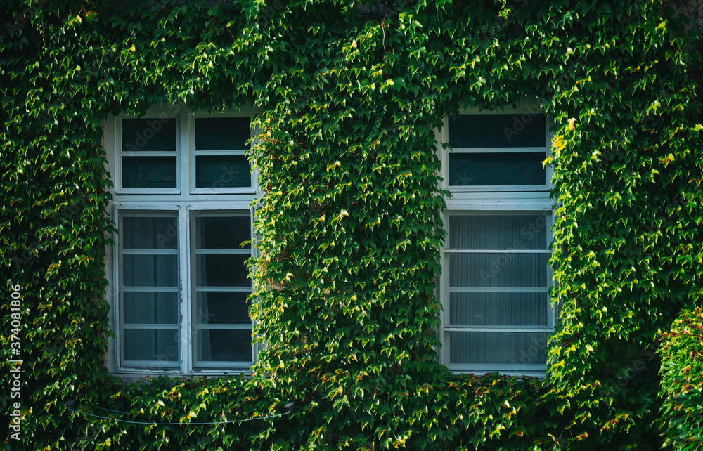 The wall is overgrown with green grapes with two windows. European lifestyle architecture concept The wall is overgrown with green grapes with two windows. European lifestyle architecture concept