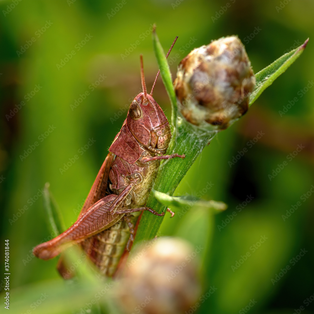locusts sit on a green branch of a plant, close-up, in natural conditions locusts sit on a green branch of a plant, close-up, in natural conditions