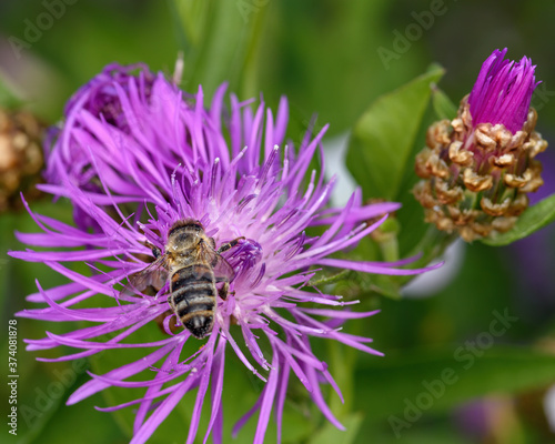 bee collects pollen on a wild flower  close-up  in the natural environment