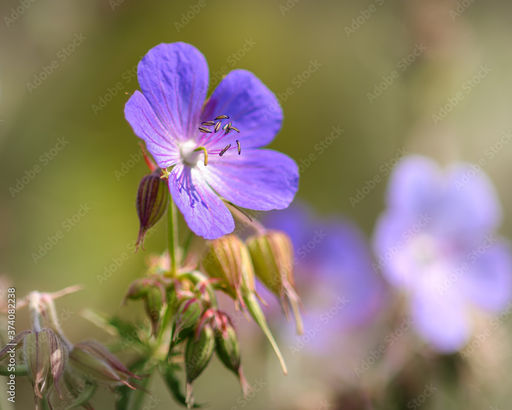 field flower close-up in sunlight in a natural environment against a background of greenery field flower close-up in sunlight in a natural environment against a background of greenery