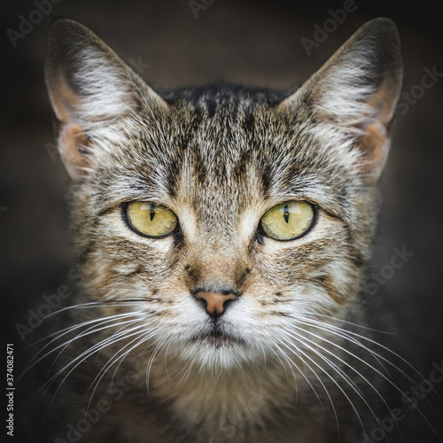 Portrait of a cat © Filip