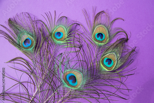 Five peacock feathers lie on a lilac background . Horizontal orientation.