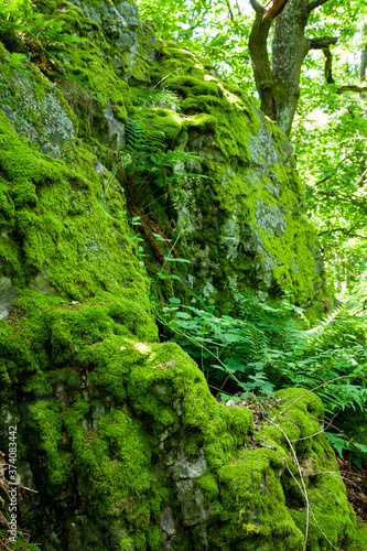 Rocks covered in fresh green moss  slowly growing in the forest.