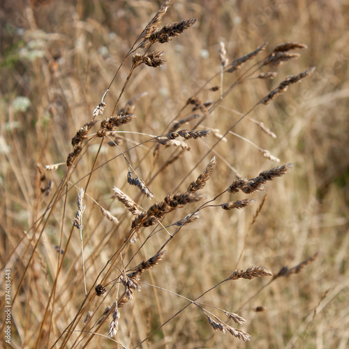 Dry stems of grass with spikelets of seeds on a blurred background. It can be a background. © Volha