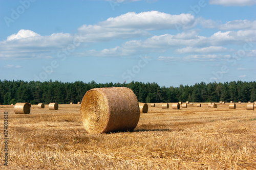 Summer landscape. A cleared field with stacks of straw in the sun.