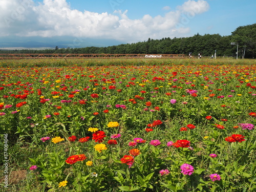 Lake Yamanaka Flower Park
