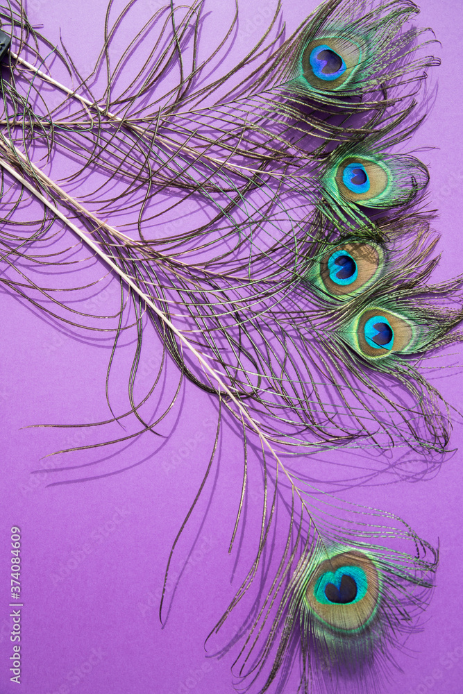Obraz premium Peacock feathers lie on a lilac background .Vertical orientation.