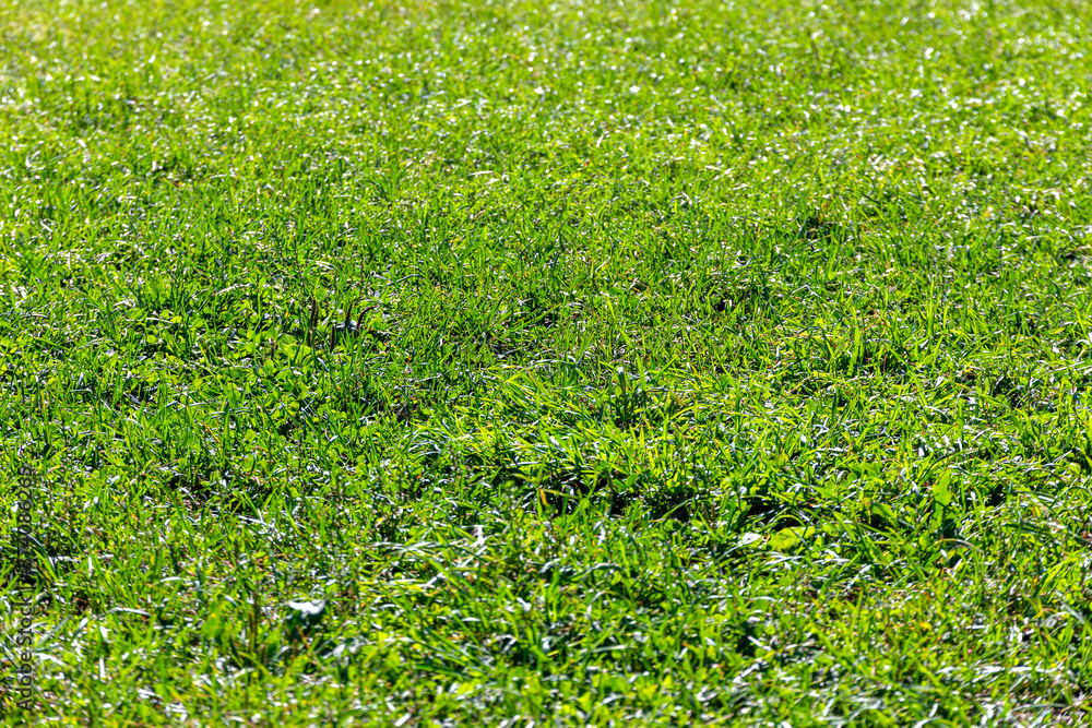 Green grass lawn Green grass lawn
