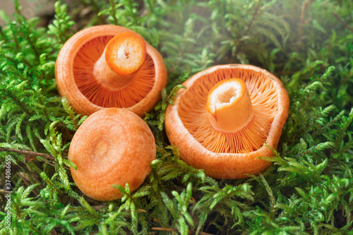 Raw Saffron milk cap mushrooms on on moss background. Lactarius deliciosus mushroom closeup. Forest mushroom. Selective focus