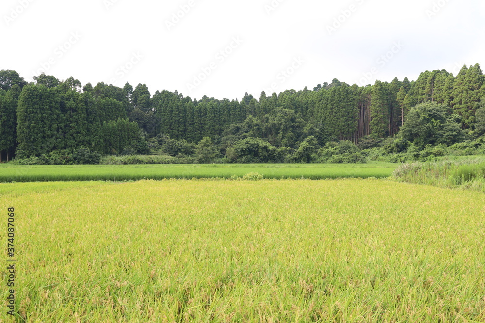 Obraz premium 田園風景