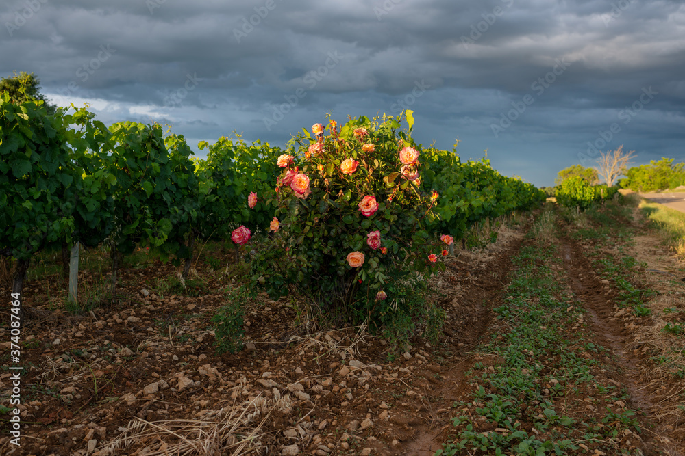 Un rosier en fleur dans une vigne. Gras, Ardèche , France, juin 2020