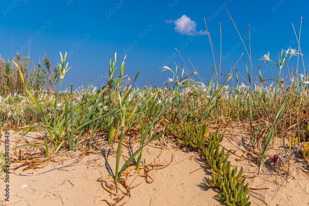 A field of white sea lilies along the sandy beaches of Salento in Apulia (Italy). A field of white sea lilies along the sandy beaches of Salento in Apulia (Italy).