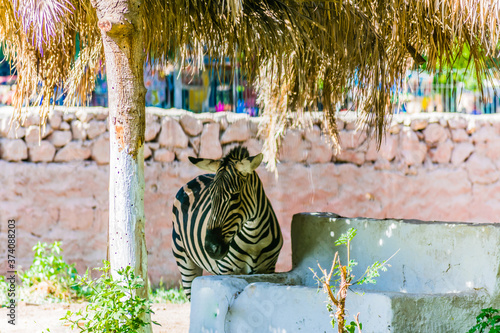 A zebra eats its food