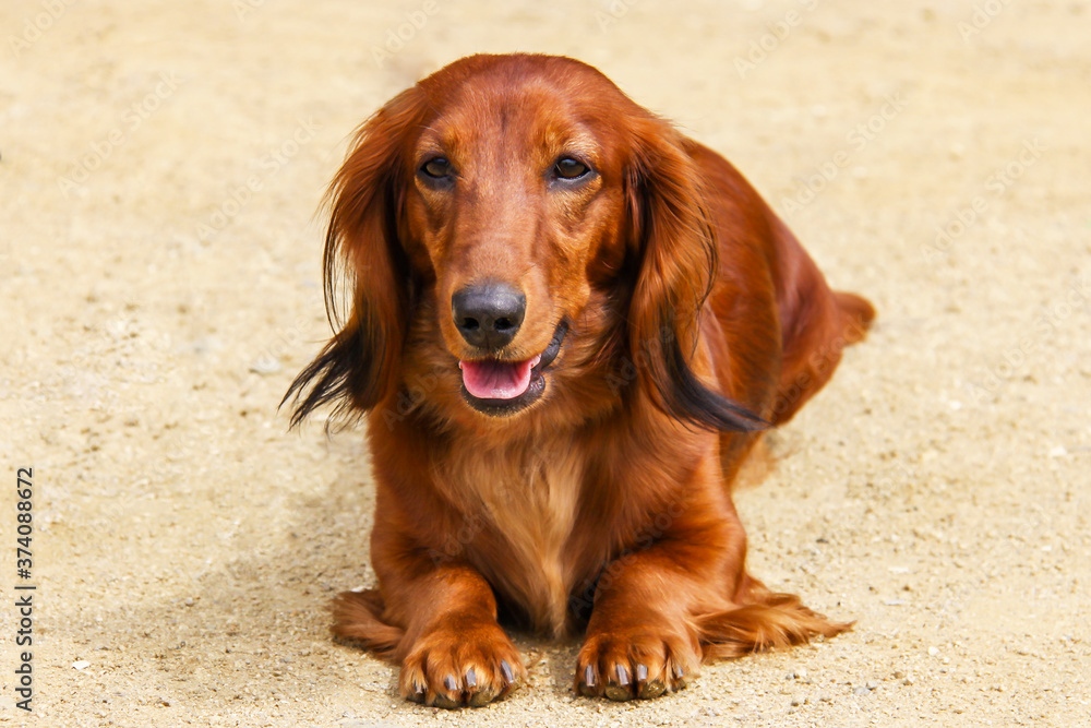 Portrait of a dog breed longhair Dachshund bright red color in the open air. The well-groomed coat glistens in the sun.