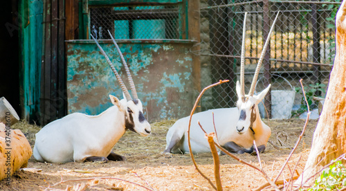 Two gorgeous gazelles in love