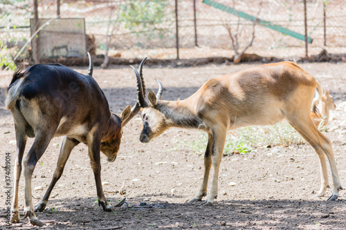 Two gorgeous gazelles in love