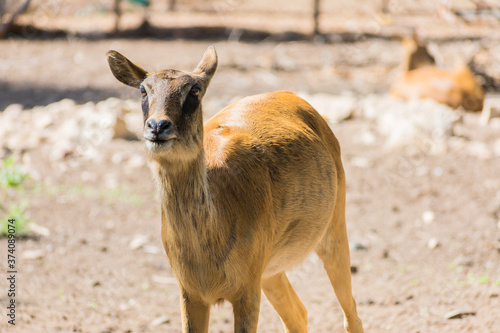 Wild deer with beautiful horns