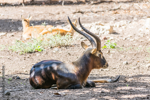 Wild deer with beautiful horns