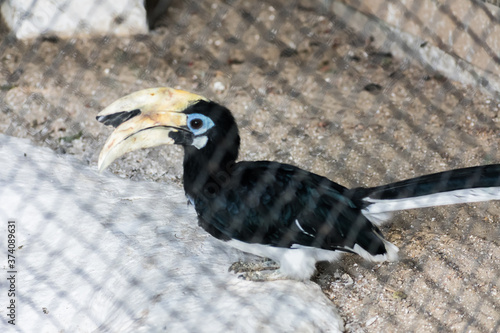 A bird with bright colors and a beautiful beak