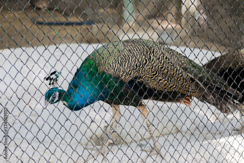 Gorgeous peacocks