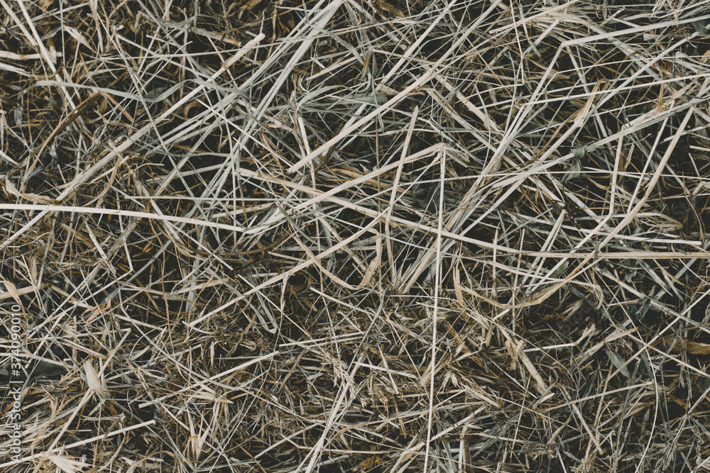 dry straw background texture. Abstract background of dry grass and yellow grass. dry straw background texture. Abstract background of dry grass and yellow grass.