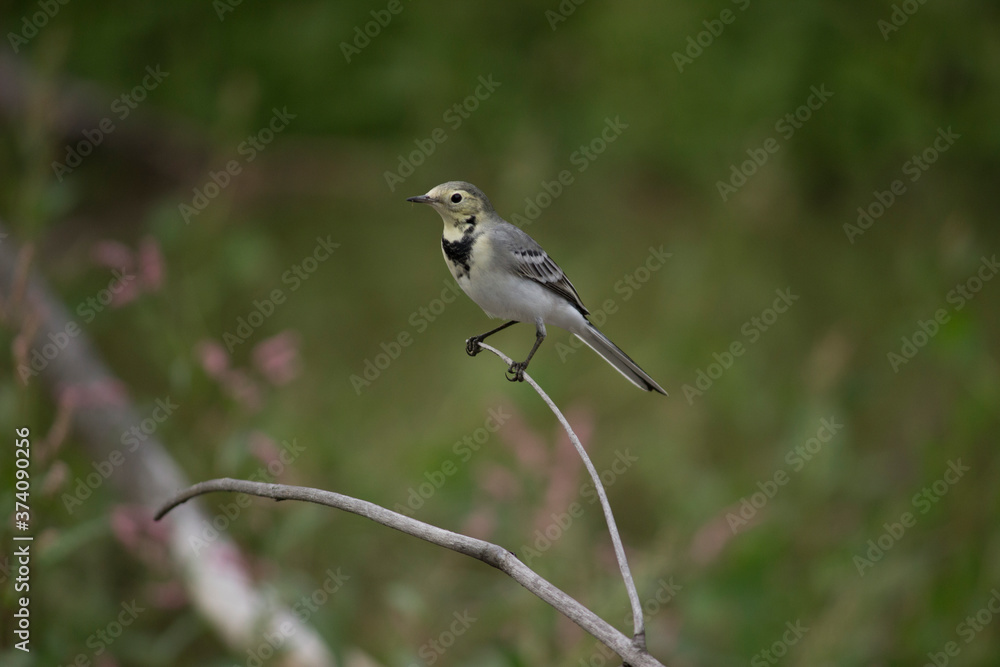 Obraz premium Great wagtail 