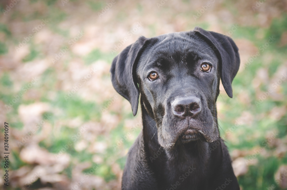 Cane corso dog portrait