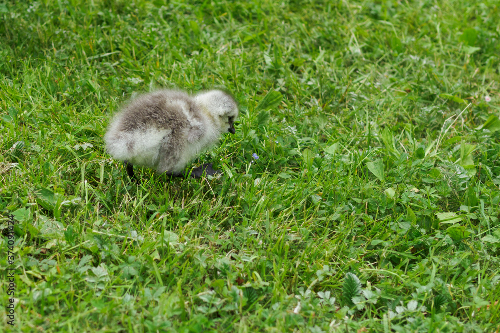 Barnacle geese chick in the grass Barnacle geese chick in the grass