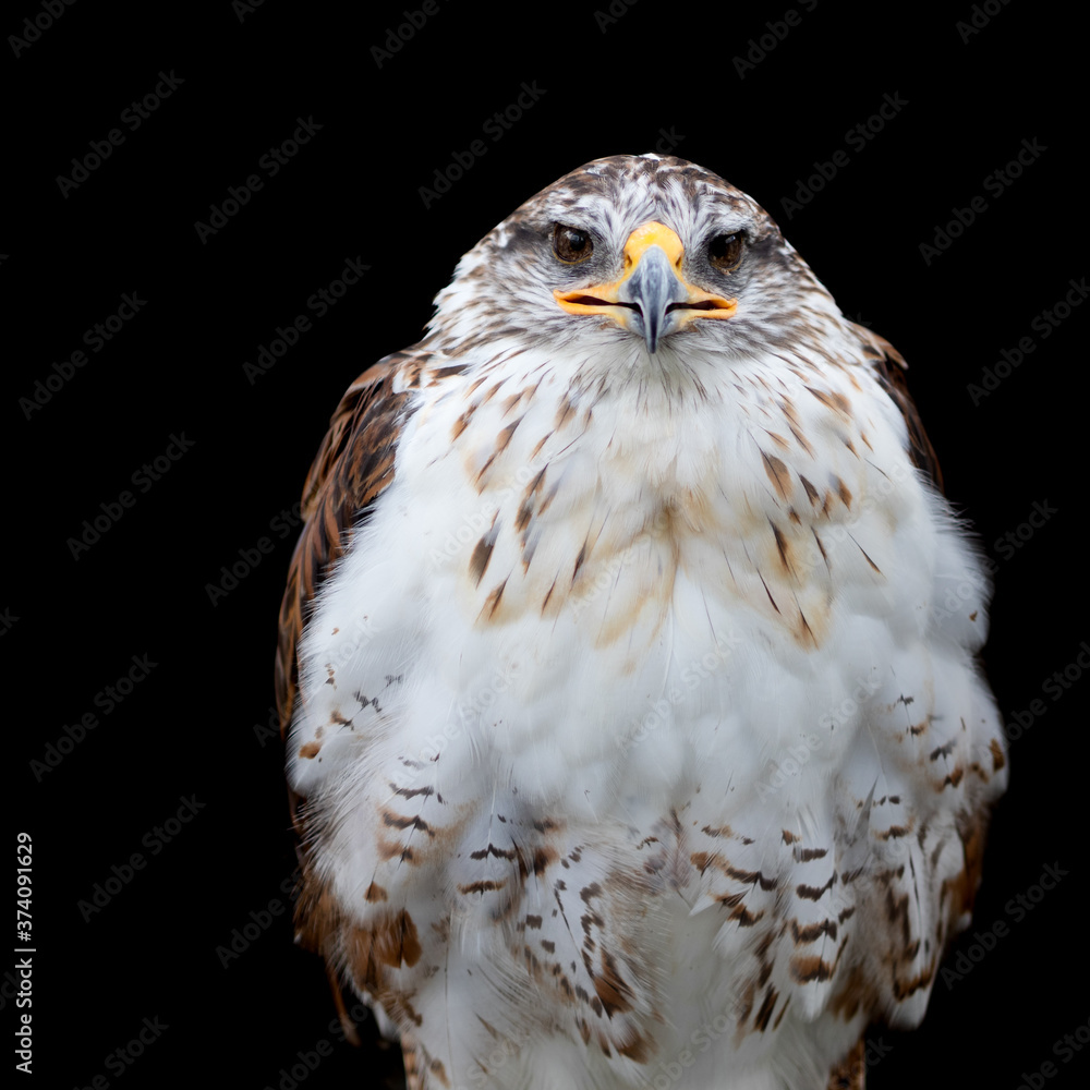 Obraz premium Ferruginous Hawk, Buteo regalis. Isolated on black.
