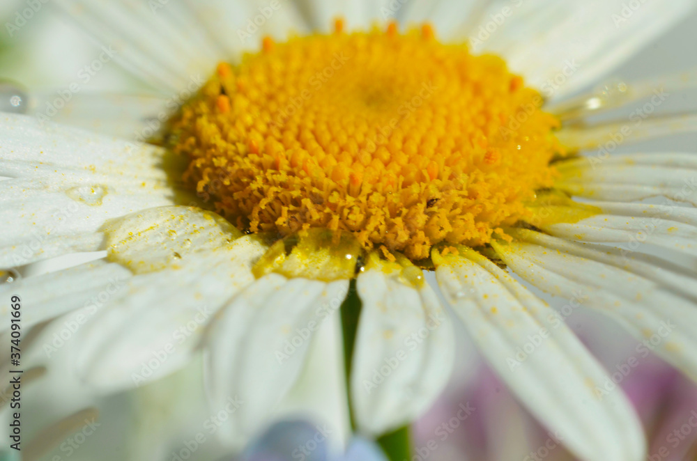 Chamomile or camomile flower with drops of water on the white petals after rain on the green background . Close-up. Macro. Chamomile or camomile flower with drops of water on the white petals after rain on the green background . Close-up. Macro.