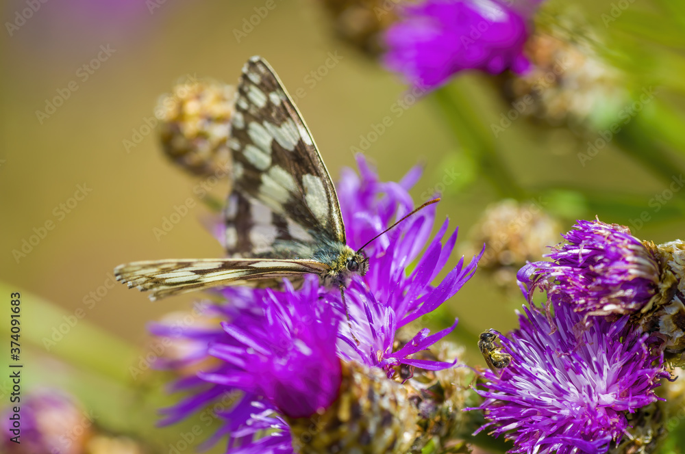 a Small butterfly insect on a plant in the meadow a Small butterfly insect on a plant in the meadow