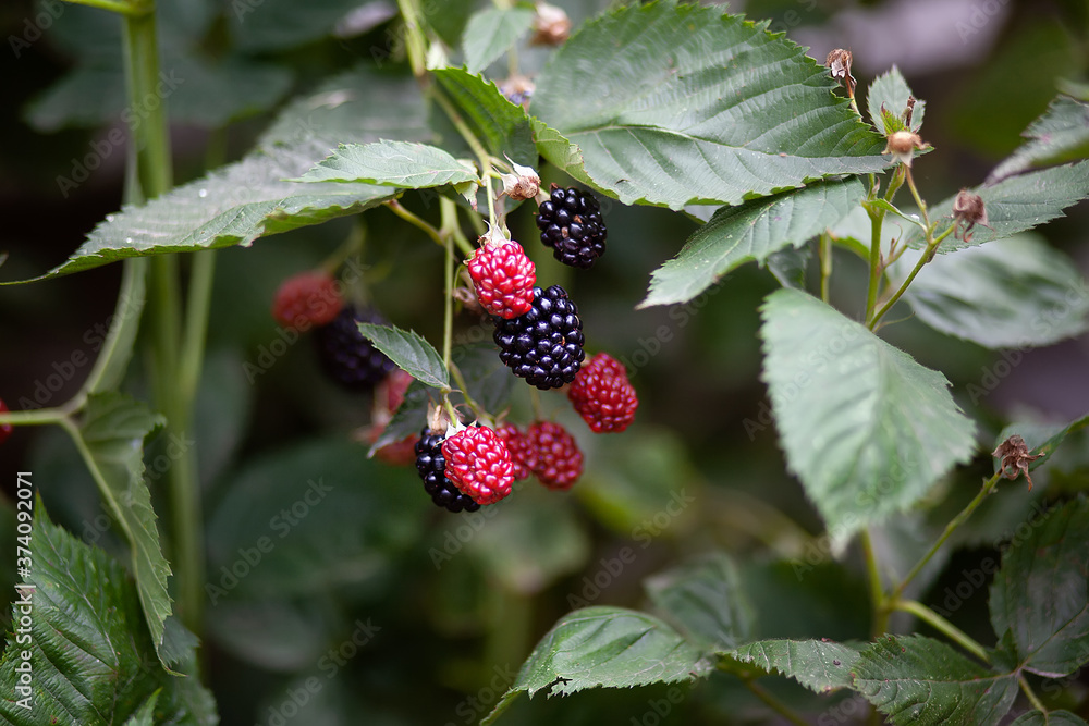 A branch of blackberries with ripe and ripe berries. Harvesting late summer, autumn A branch of blackberries with ripe and ripe berries. Harvesting late summer, autumn