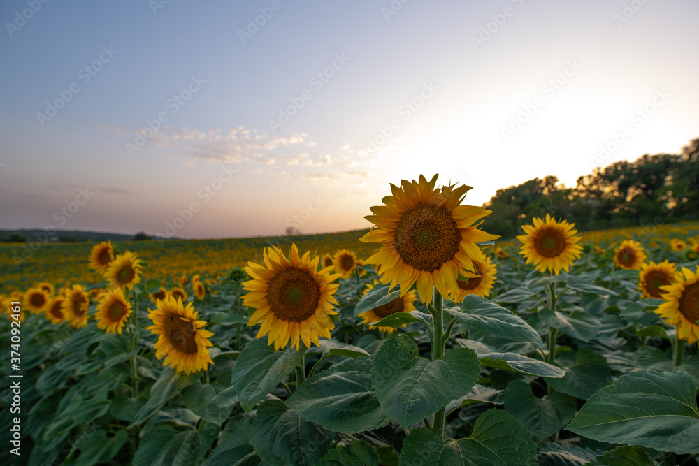 Field of sunflowers at dusk