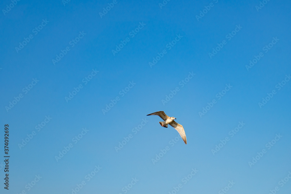 Seagull flies in blue cloudless summer sky