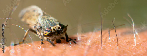 a Little fly insect on a plant in the meadow